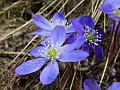 Ranunculaceae - Hepatica nobilis